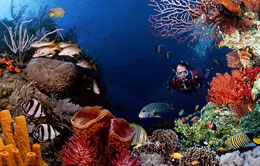 Diving in Bunaken, Sulawesi Diving in Bunaken, Sulawesi