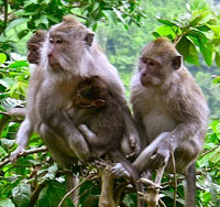 Flora And Fauna Lombok