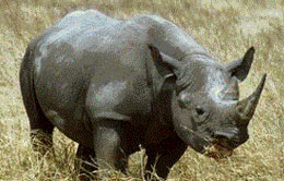 Java Rhinoceros Java Rhinoceros