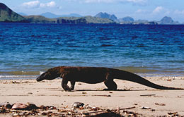 Komodo Walk In Beach Komodo Walks In Beach
