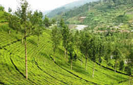 Tea Garden Tea Garden